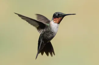Ruby-throated Hummingbird.  Photo by Bill Crow/RPS 2014