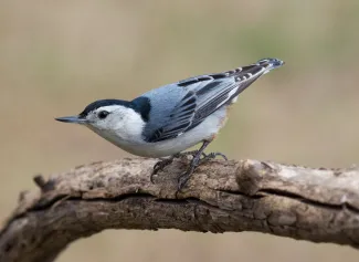 White-breasted Nuthatch. Photo by Glen Gebhart/RPS 2015