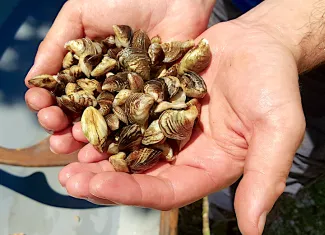 Zebra mussels, like these, have been found in Shawnee Twin Lakes and Ardmore City Lake.