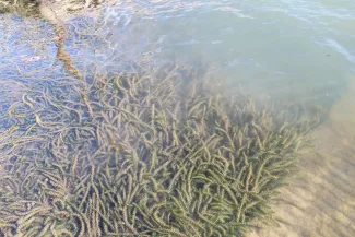 Hydrilla in the water