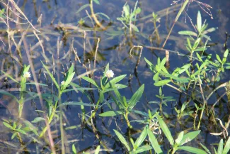 Alligatorweed plant in the water