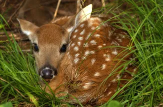 ​​If you see a fawn alone like this one, it's best to leave it alone.