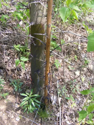 A tree trunk with a darker sprayed area at the base of the tree. 