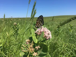 Adult regal fritillaries will nectar from a variety of blooms, including milkweed. 