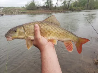 A recently caught river redhorse fish in hand.