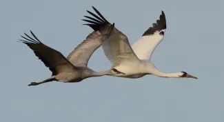 A large, white whooping crane in flight with a smaller, gray sandhill crane.  Photo credit: Mike Endres 