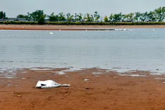 Pelican carcass at Lake Hefner in Oklahoma City