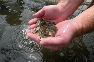 A handful of small fish are held above the water before being released. 