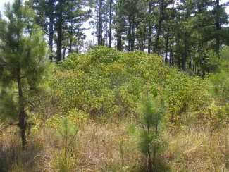 A shrub thicket in an opening of a pine forest. 