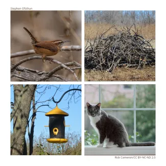 A collage of birds, feeders. escape cover, and potential predators. 