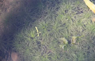 Brittle Naiad Infestation on Robert S Kerr