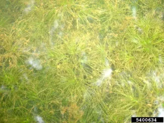 Brittle Naiad Infestation