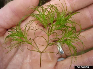 Brittle Naiad close up