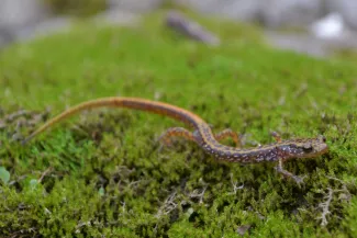 A bronze colored salamander with speckles. 