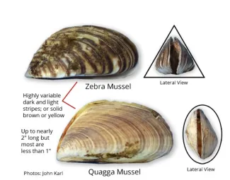 Zebra and Quagga Mussel