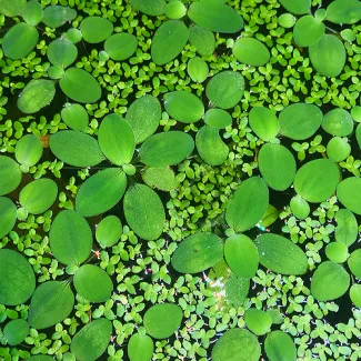 Water Lettuce mat