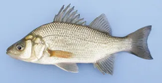 Adult White Perch