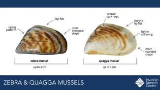 Zebra and Quagga Mussels