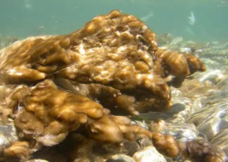 Didymo bloom in water