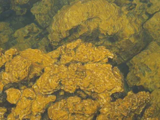 Golden algae in pond
