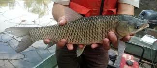 Grass Carp