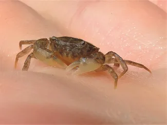 Harris Mud Crab
