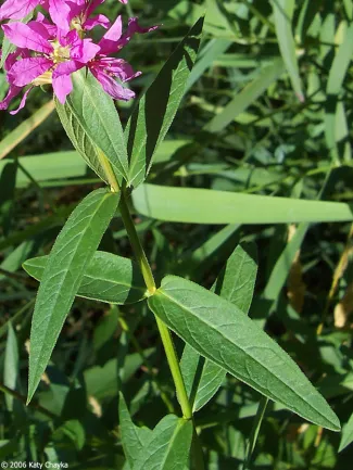 Leaves of Purple Loosestrife