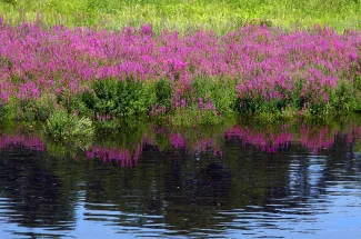 Purple Loosestrife