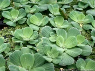 Water Lettuce