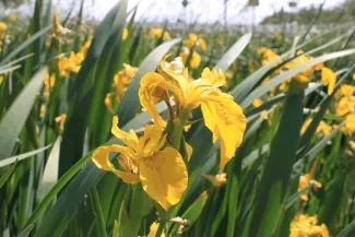 Yellow Flag Iris Flower