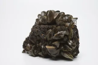 Zebra Mussels