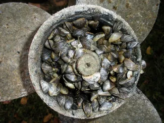 Zebra Mussels clustered in boat propeller