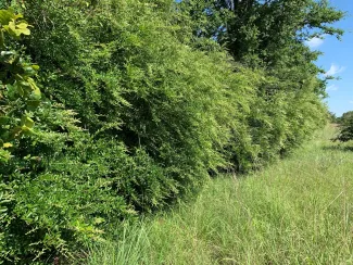A wall of invasive Chinese privet next to a grassy path