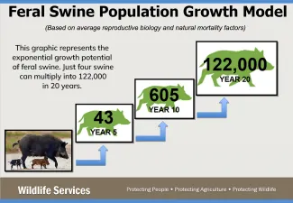 usda swine growth graphic