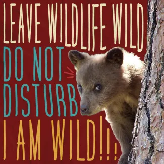 Bear Cub Leave Young Wildlife Alone Illustration