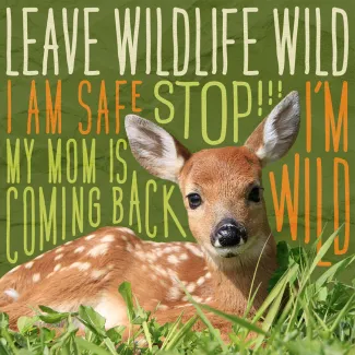 Fawn Leave Young Wildlife Alone Illustration