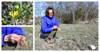 A photo collage of fringed puccoon, a small yellow flower, being collected as part of an inventory on Arbuckle Springs WMA. 