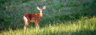Photo of a deer fawn