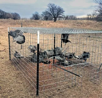 Wild turkeys hens are captured in a walk-in trap in southwestern Oklahoma. (Photo by Natalya Herbert)