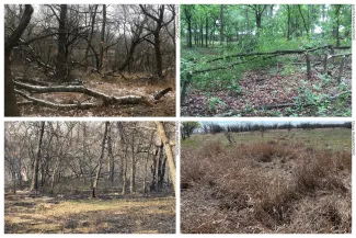 A collage of deer bedding areas, from downed trees to tall grass.
