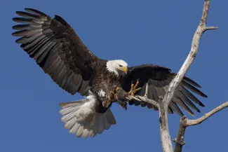 A large raptor with dark wings and a white head and tail stretches its talons as it lands on a branch.