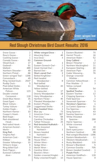A list of birds documented during the Red Slough Christmas Bird Count. 