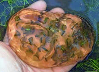 A hand holds a gelatinous ball of salamander eggs. 