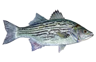Striped & Hybrid Striped Bass Angler Guide: Top Tips & Area Highlights