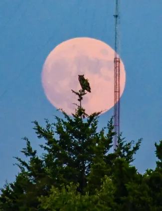 An owl perches at the top of a tree and is backlit by a full moon. 