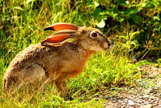 A brown jackrabbit with long ears sits beside a road. 