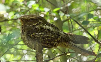 A brown bird with a round body and large, flattened head perches on a branch. 