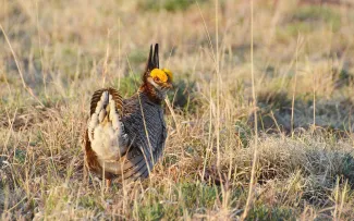 A photo of a Lesser Prairie Chicken in the plains of Oklahoma.