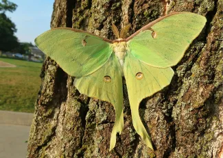 A large green moth perches at the base of a tree.