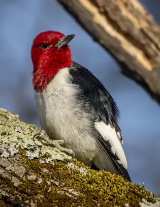 A black and white woodpecker with a bright red head clings to a lichen covered limb. 